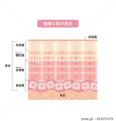 健康的皮膚|【皮膚科医監修】皮膚の構造や働きを知って健康な肌。